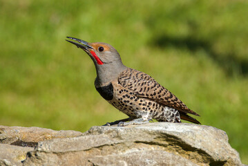 Male Northern Flicker in profile sits on the rock surround of garden bird bath