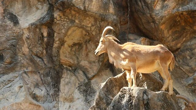 Barbary sheep  standing on the rock, Chiangmai Thailand
