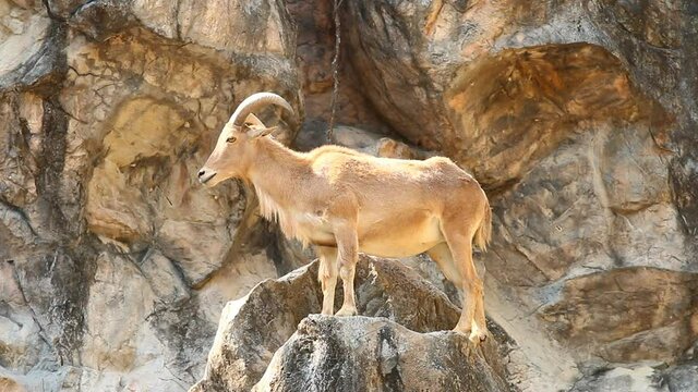 Barbary sheep  standing on the rock, Chiangmai Thailand