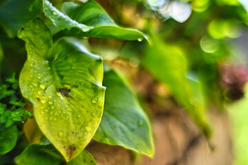 Fototapeta na wymiar Green leaves with drops of water. Rain on the sunlit leaves.