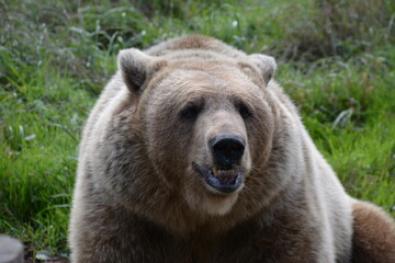 Fototapeta premium brown bear portrait