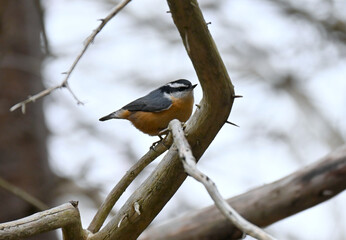 Red-breasted Nuthatch