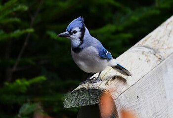 blue jay on a branch
