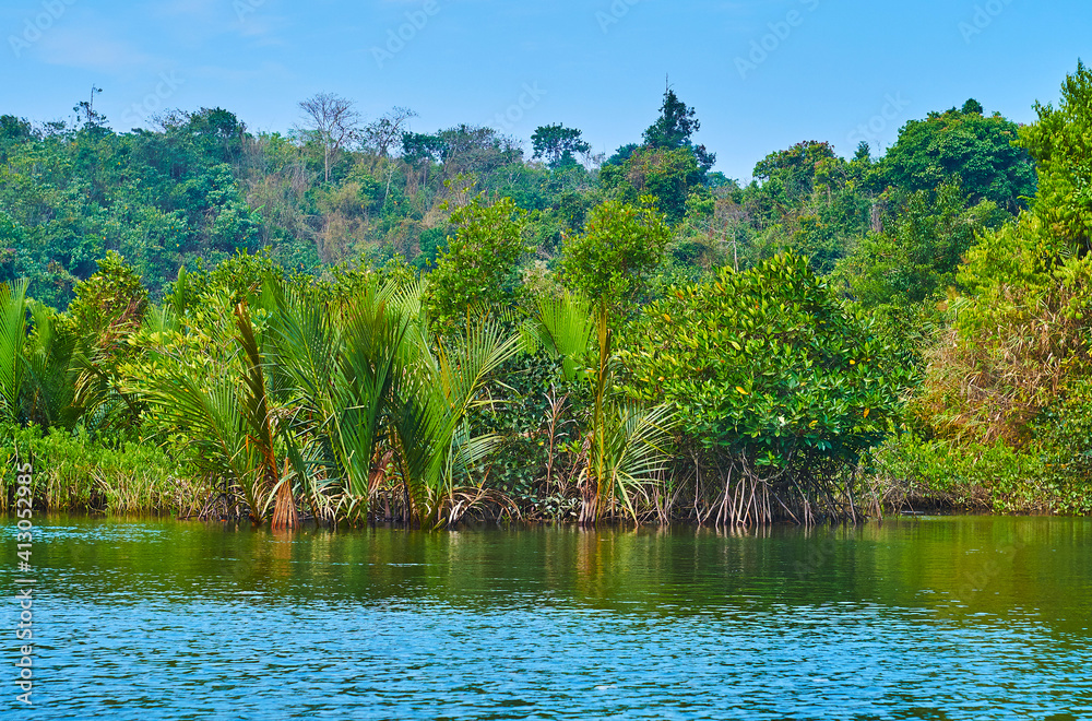 Poster Forest in saline waters of Kangy river, Myanmar