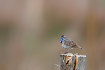 bluethroat (Luscinia svecica) male in springtime trying to impress the famales sitting in the grassland in the Netherlands