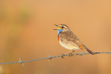 bluethroat (Luscinia svecica) male in springtime trying to impress the famales sitting in the grassland in the Netherlands