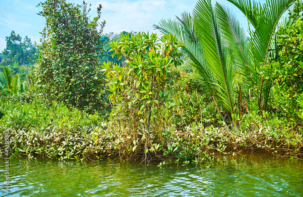 Canvas Prints Diverse of plants in mangrove forest, Kangy river, Myanmar