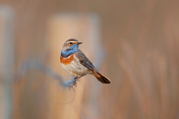 bluethroat (Luscinia svecica) male in springtime trying to impress the famales sitting in the grassland in the Netherlands