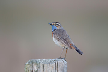 bluethroat (Luscinia svecica) male in springtime trying to impress the famales sitting in the grassland in the Netherlands