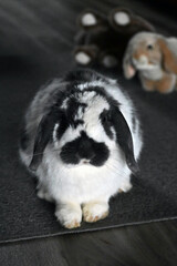 French lop bunny
