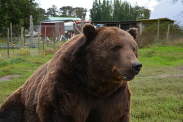 brown bear portrait