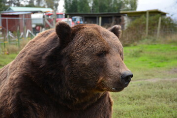 Fototapeta na wymiar brown bear portrait
