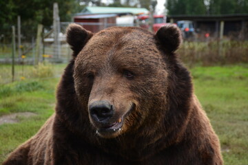 brown bear portrait