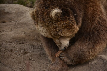 brown bear portrait
