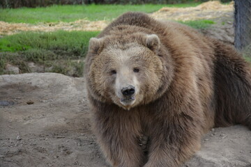brown bear portrait