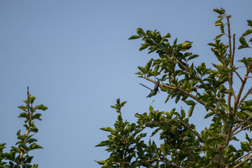 Colibrí volando por ramas verdes de un árbol