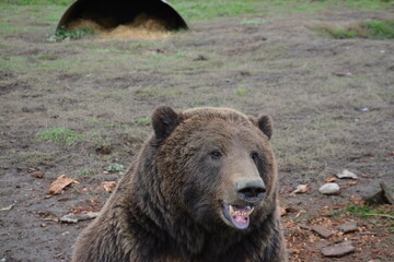 brown bear portrait