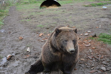 brown bear portrait