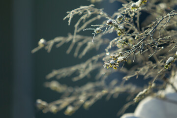 Pine Tree Branches Covered With Snow
