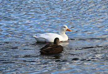white duck swimming in the water