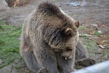 brown bear portrait