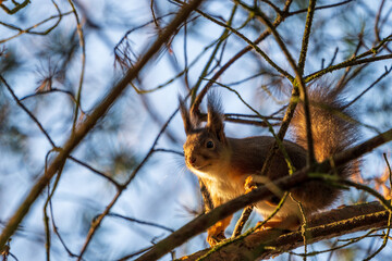 Red squirrel on a tree in Sweden.