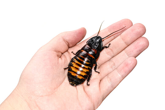 Madagascar hissing cockroach crawls on human hand