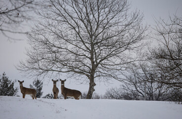 Deer in snow