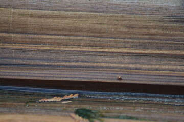 Wood Texture Beachwood Driftwood