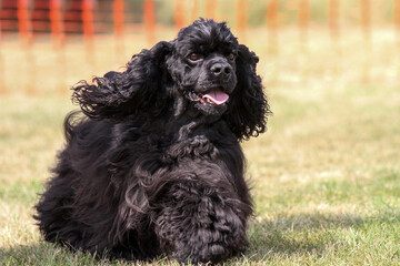 American Cocker Spaniel