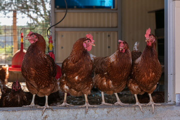 Several laying hens looking out