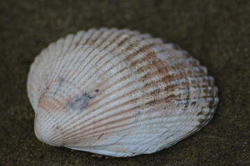 Sea Shell
