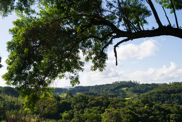 Leafy tree framing the photo, in the background the lush Atlantic forest of Apiaí, São Paulo, Brazil. 