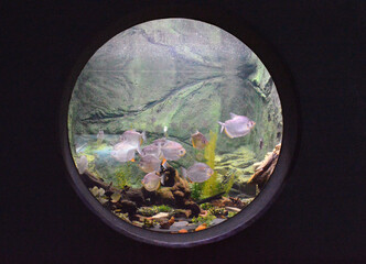 acuario redondo