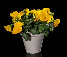Beautiful yellow wild pansy flowers in a small pot. Isolated studio shot with black background.