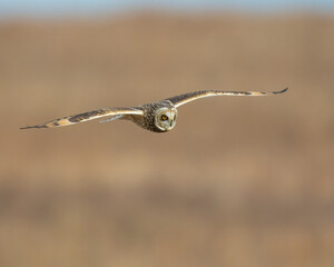 Short Eared Owl in flight
