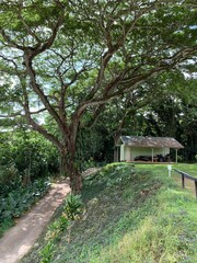 HAWAII Jurassic World