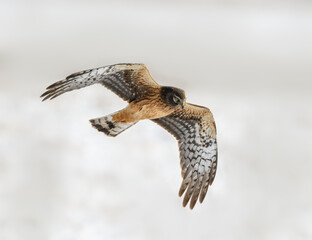 Northern Harrier in Flight, Closeup Portrait in Winter