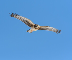 Northern Harrier  in Flight on Blue Sky in Winter