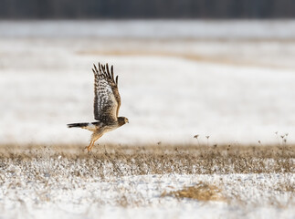 Northern Harrier Taking Off From Snow Field  in Winter