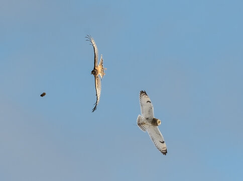 Short-eared Owl with Vole Attacked by Northern Harrier in Flight on Blue Sky in Winter