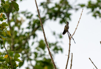 Bello Colibrí perchado en rama de árbol