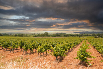 Field of vines with orange sky and clouds