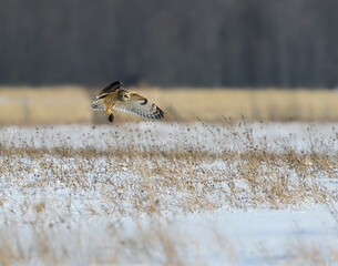 Short-eared Owl Caught a Vole and Taking off from the Snow Field in Winter