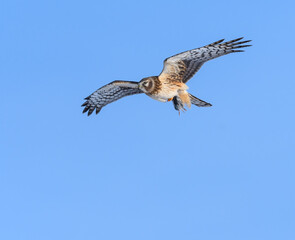Northern Harrier with Prey in Flight on Blue Sky in Winter