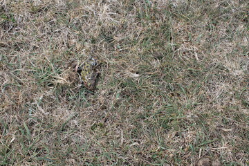 frog in the grass