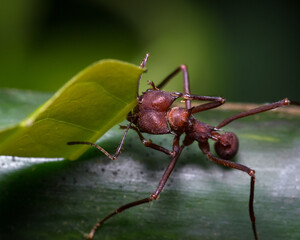 Red ant carrying a piece of leaf from a bush