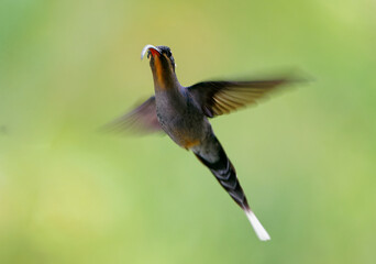Green Hermit - Phaethornis guy large hummingbird that is a resident breeder from Costa Rica and Panama northern South America (Venezuela, Trinidad, Peru), flying wings long beak, colourful background