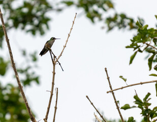 Bello Colibrí perchado en rama de árbol