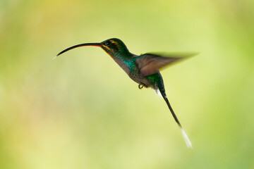Green Hermit - Phaethornis guy large hummingbird that is a resident breeder from Costa Rica and Panama northern South America (Venezuela, Trinidad, Peru), flying wings long beak, colourful background